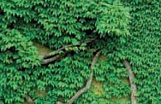 Vinya verge (Parthenocissus tricuspidata)