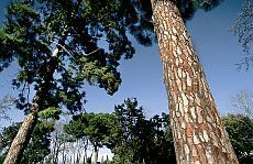 Pi de Canàries (Pinus canariensis)