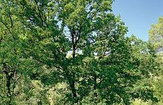 Roure martinenc (Quercus pubescens)
