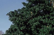 Ficus (Ficus rubiginosa)