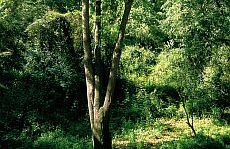 Freixe de fulla petita (Fraxinus angustifolia)
