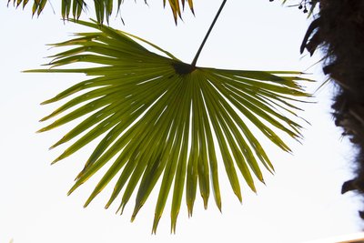 Palmera excelsa