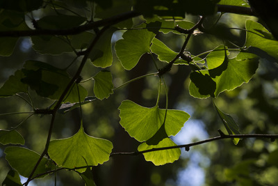 Gingko