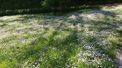 Prats florits durant la primavera