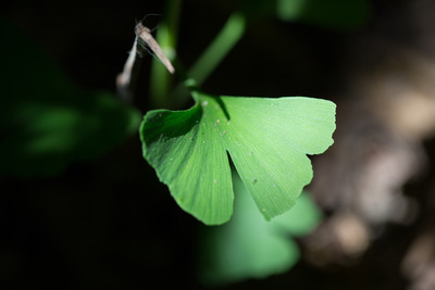 Ginkgo