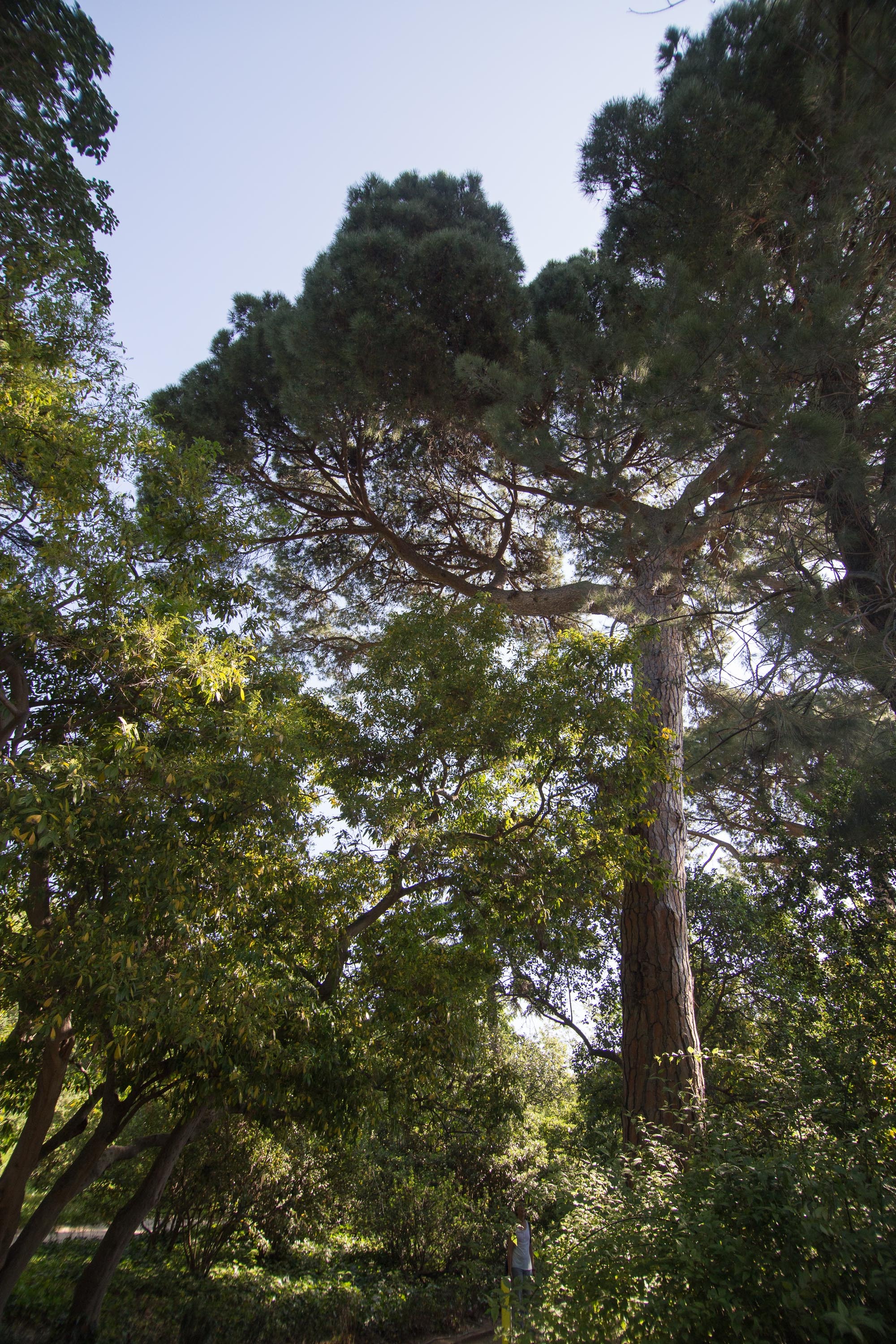 Imatge de l'arbre