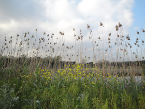 Parc de l'estany de la Murtra