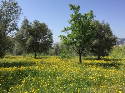 Prats florits a la primavera