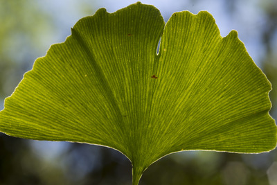 Gingko