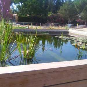 Bassa del jardí de papallones del parc de la Torre-roja