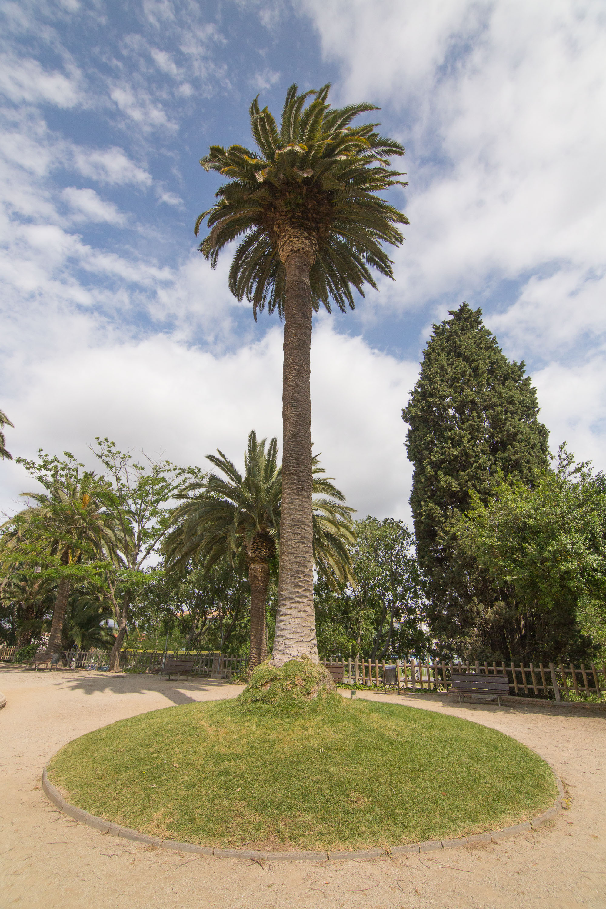 Palmera de canàries