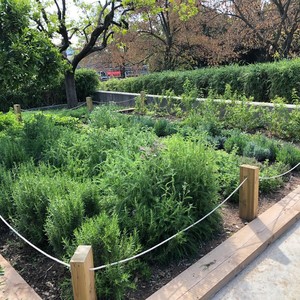 Hort medicinal del parc de la Molinada (Pallejà)