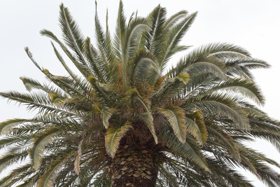 Palmera de canàries