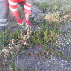 Retirada manual de plantes invasores